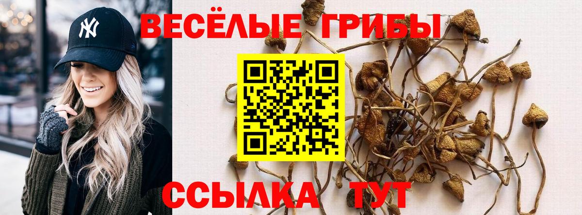 Галлюциногенные грибы Psilocybe Стерлитамак
